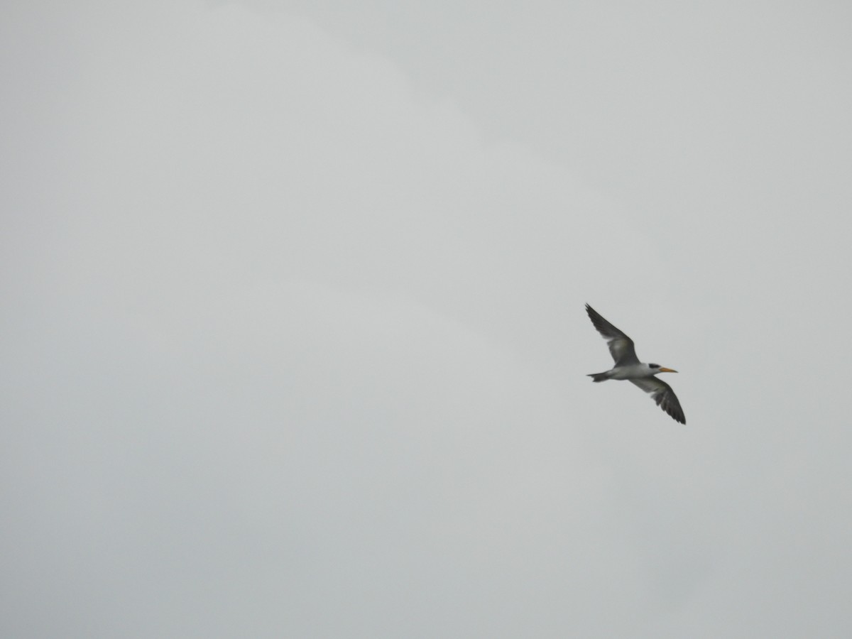 Large-billed Tern - ML612088343