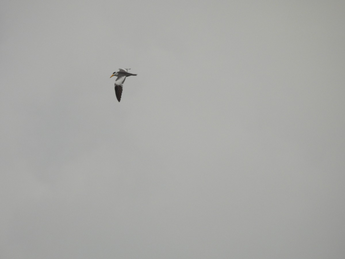 Large-billed Tern - ML612088344