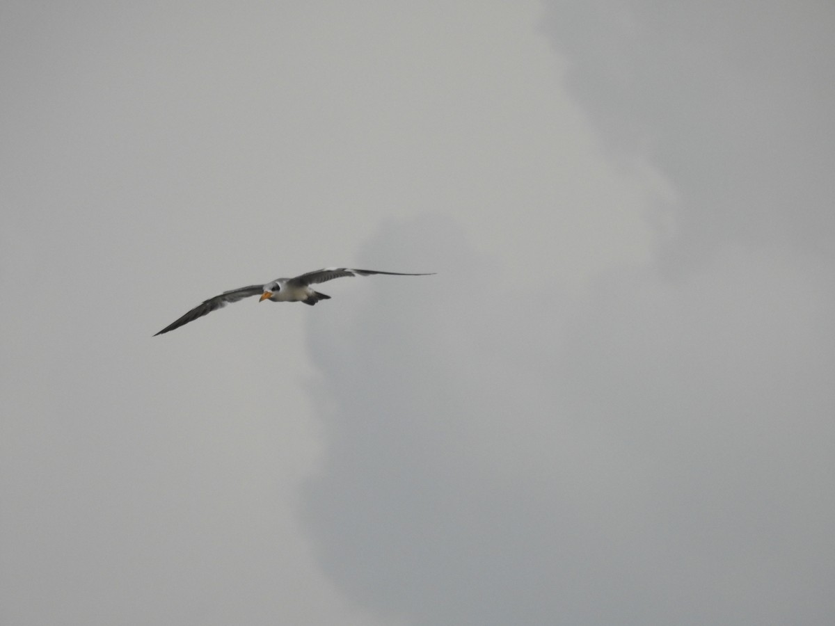 Large-billed Tern - ML612088345