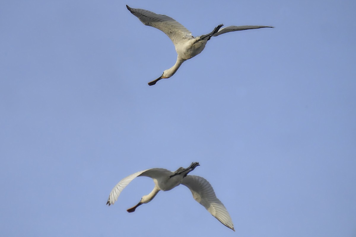 Eurasian Spoonbill - ML612088411