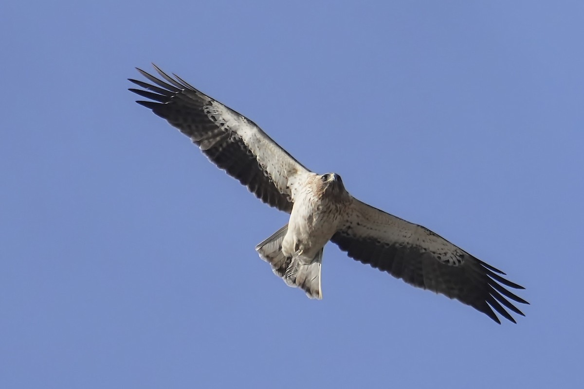 Booted Eagle - ML612088425