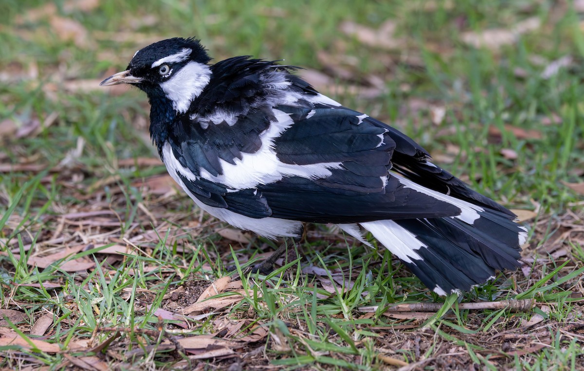 Magpie-lark - ML612088506