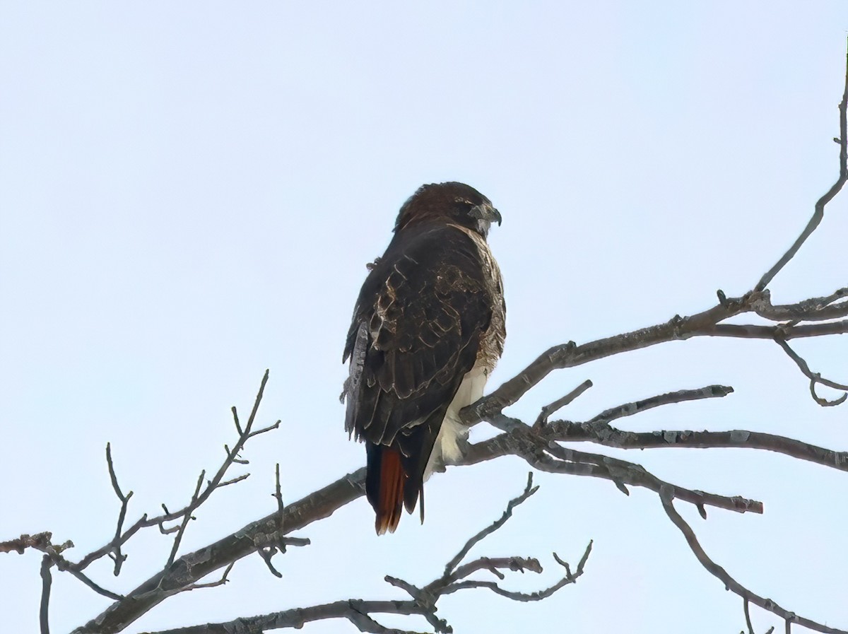 Red-tailed Hawk - ML612088523