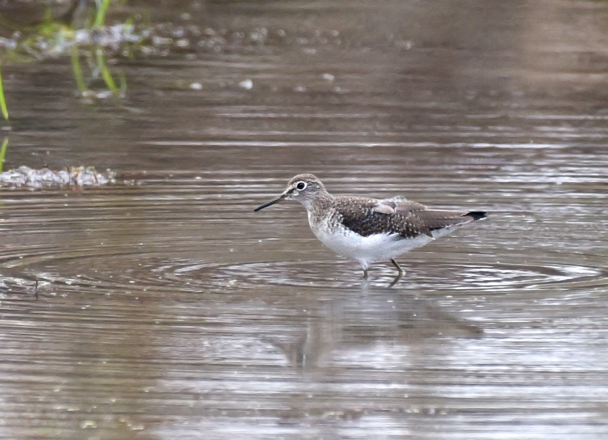 Solitary Sandpiper - ML612088559