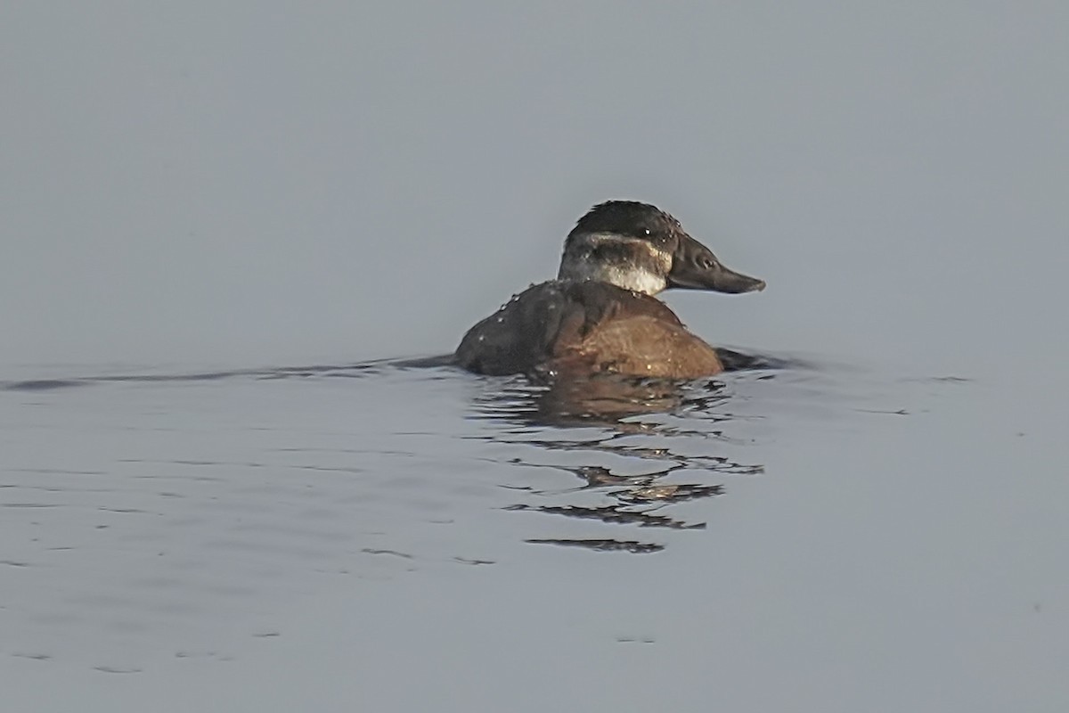 White-headed Duck - ML612088561