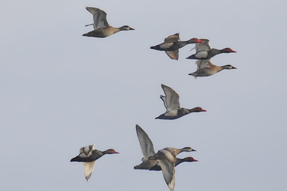 Red-crested Pochard - ML612088572