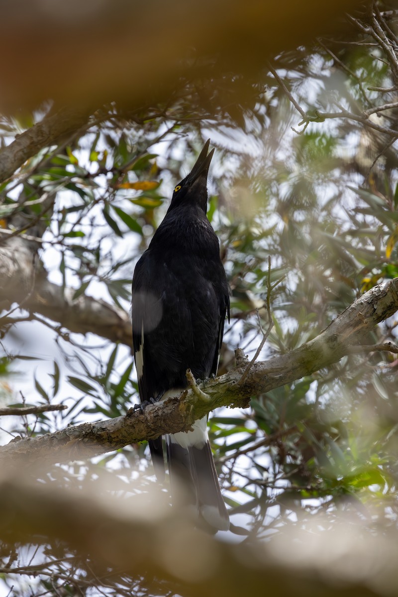 Pied Currawong - ML612088593