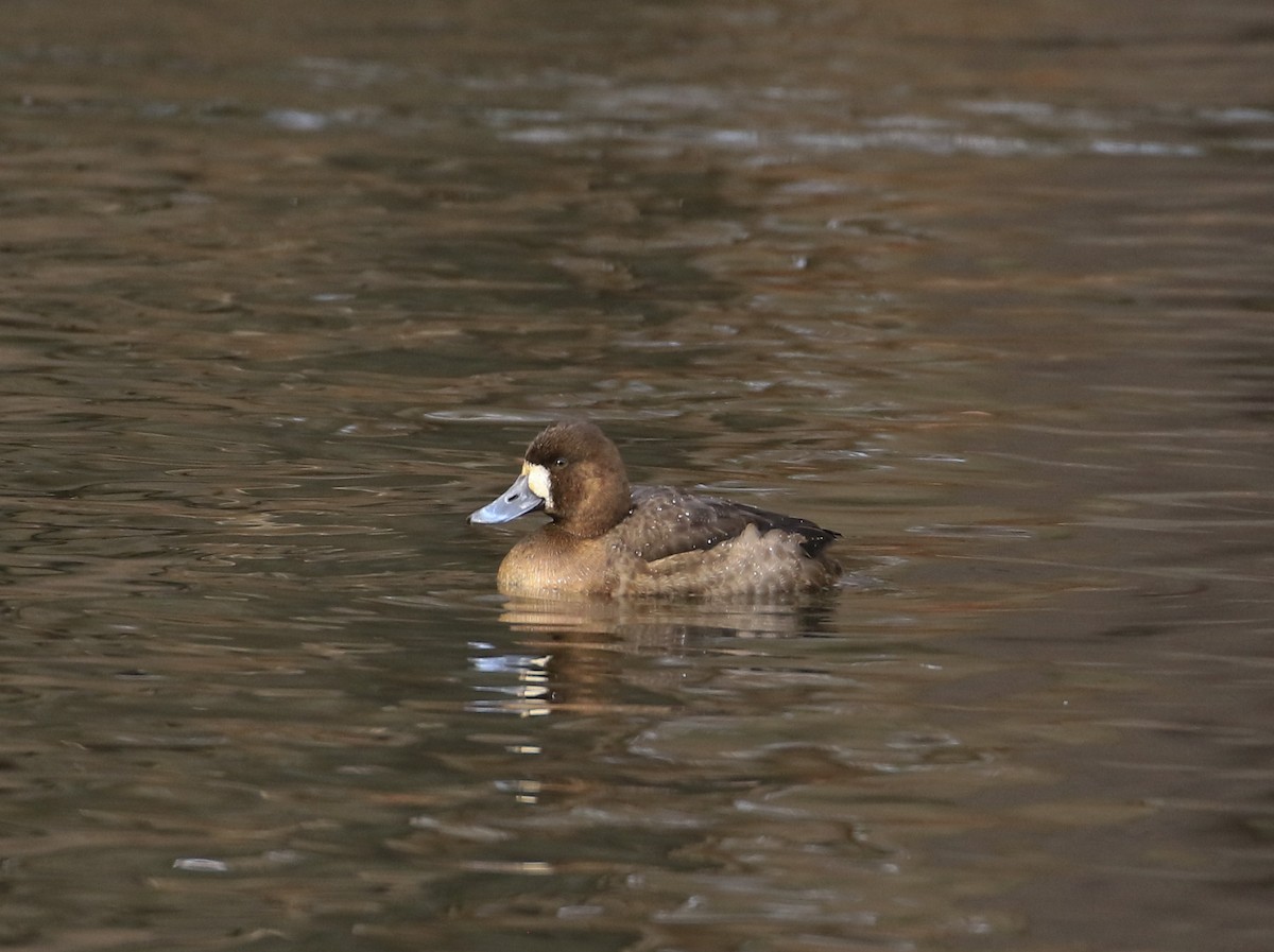 Greater Scaup - Robert Dixon