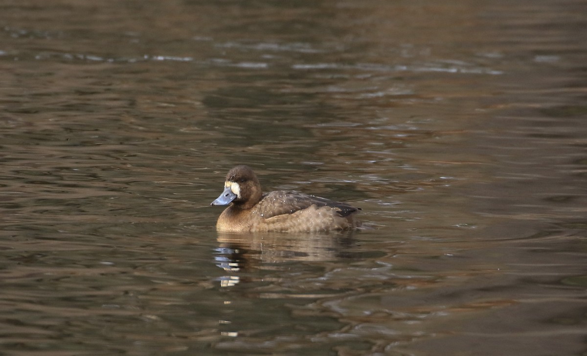 Greater Scaup - ML612088654