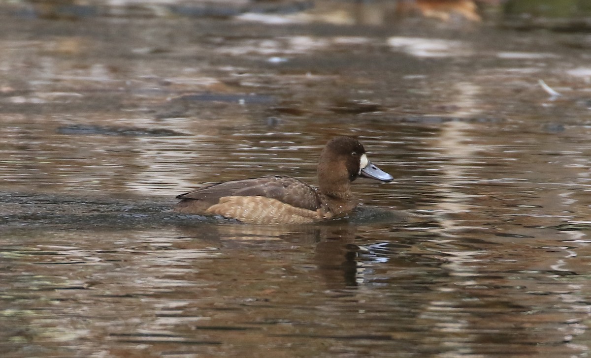 Greater Scaup - ML612088674