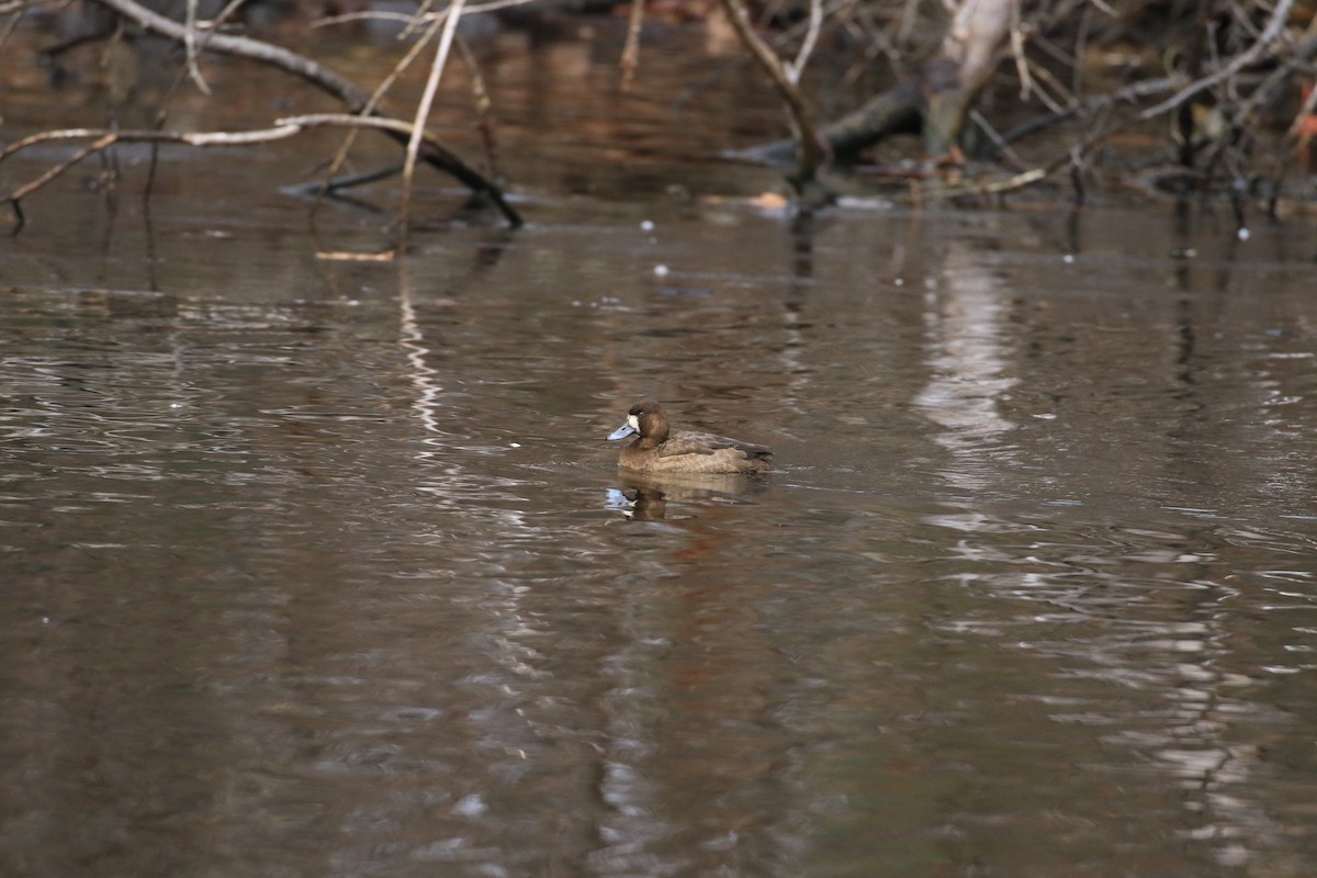 Greater Scaup - Robert Dixon