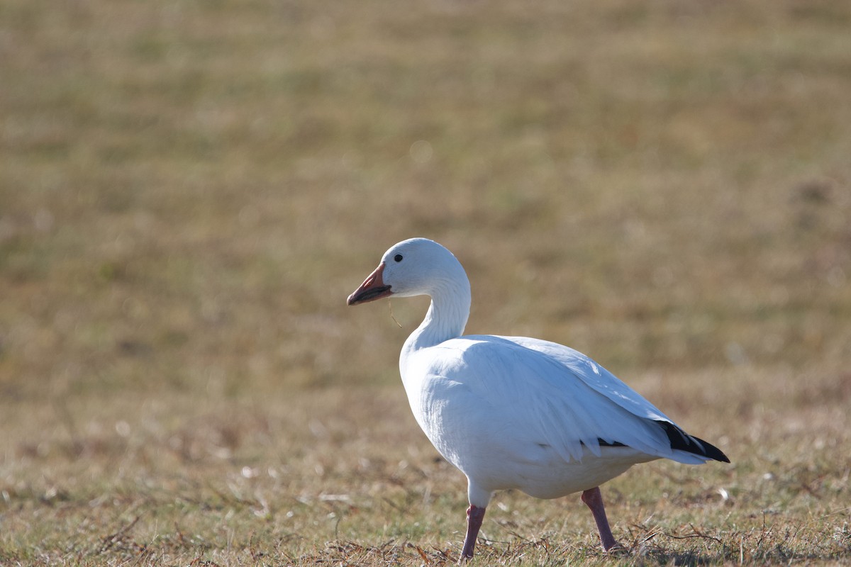 Snow Goose - ML612088681