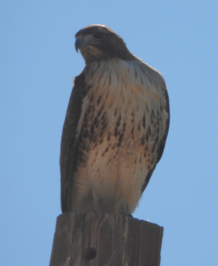 Red-tailed Hawk - Margaret Heming