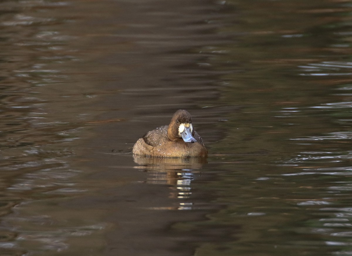 Greater Scaup - ML612088763