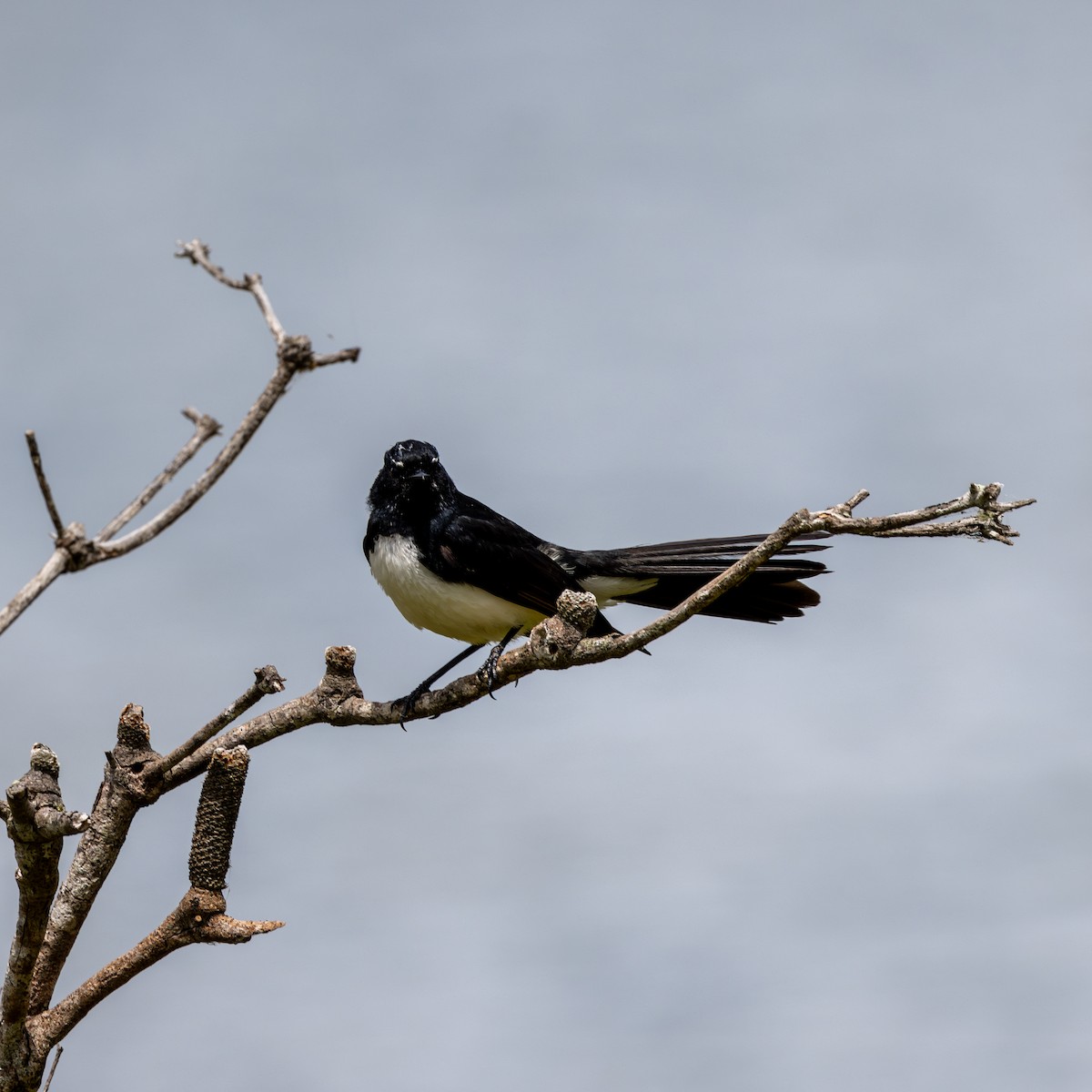 Willie-wagtail - ML612088947