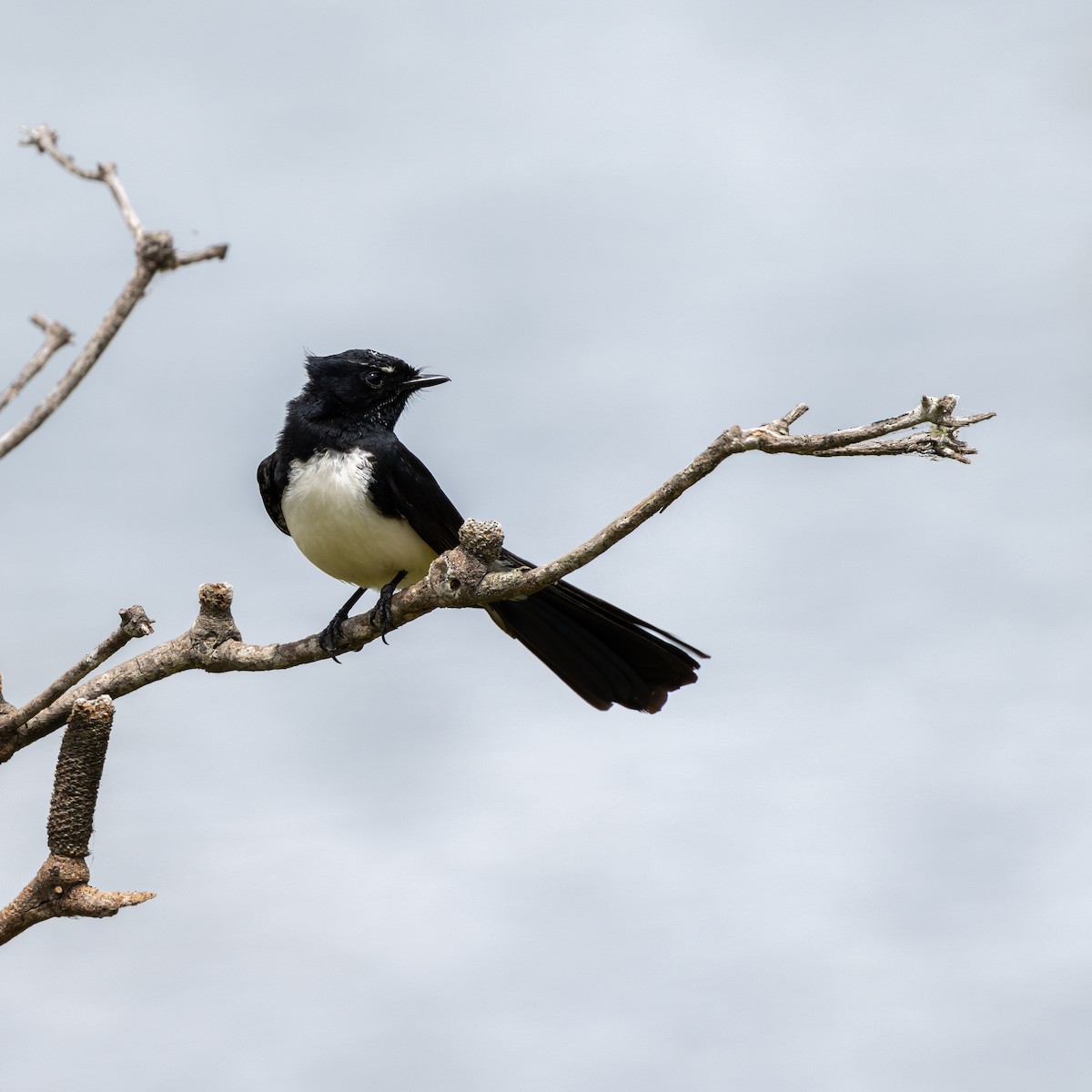 Willie-wagtail - ML612088955