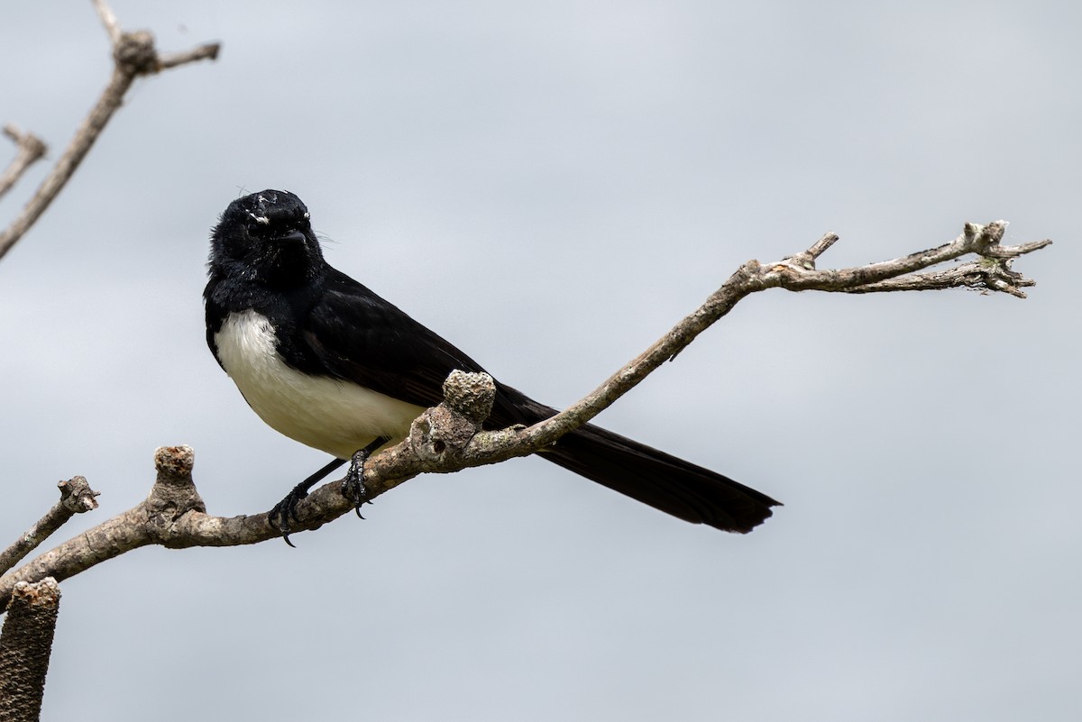 Willie-wagtail - ML612088964