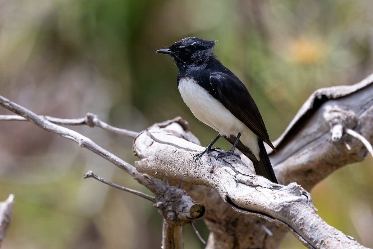 Willie-wagtail - ML612088985