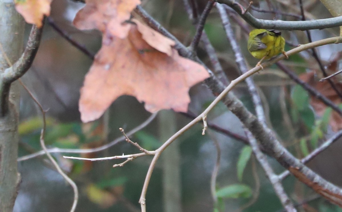 Wilson's Warbler - ML612089044