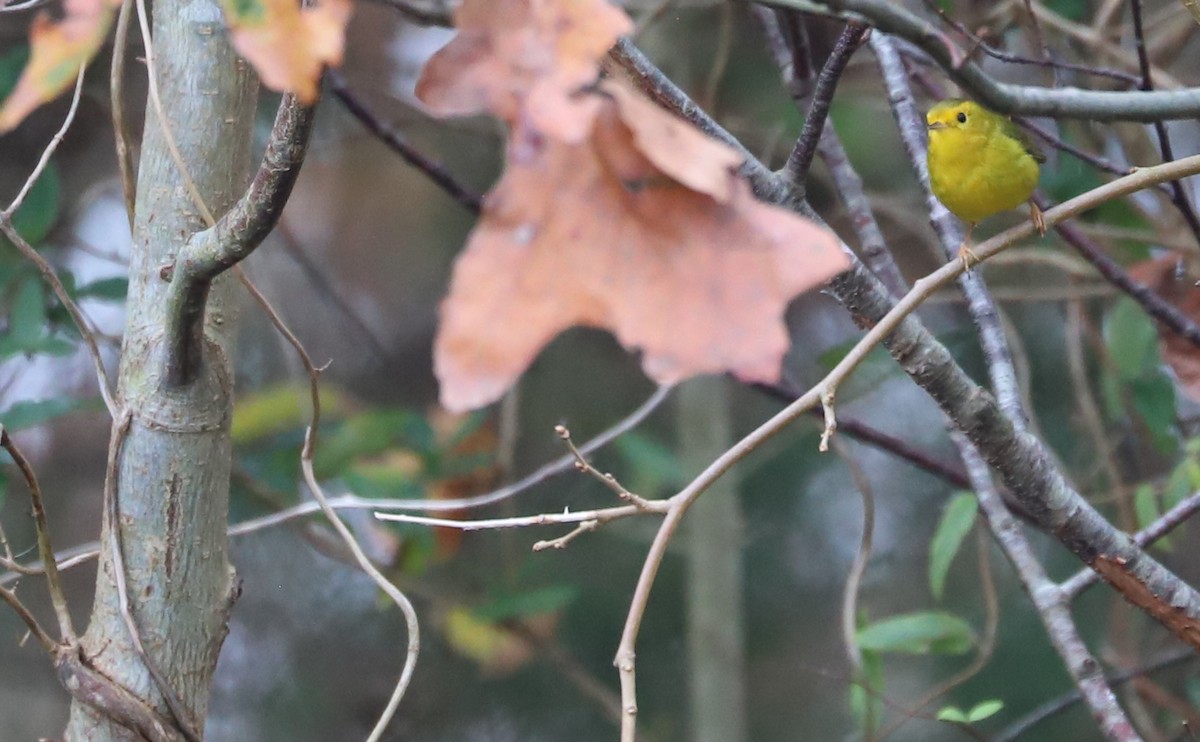 Wilson's Warbler - Rob Bielawski