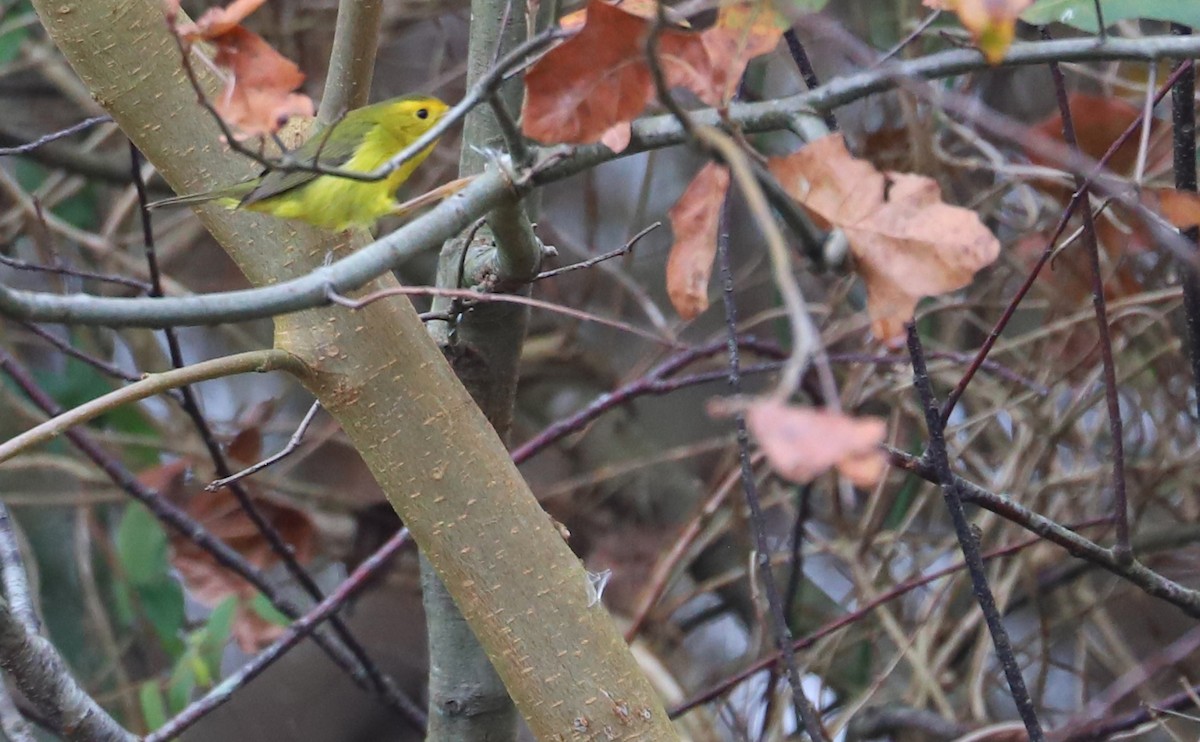 Wilson's Warbler - ML612089064