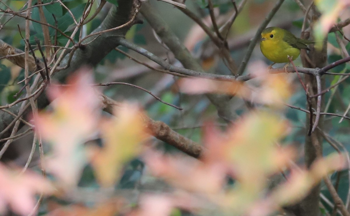 Wilson's Warbler - ML612089086