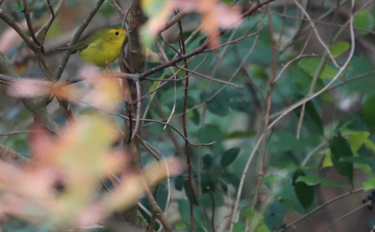 Wilson's Warbler - Rob Bielawski