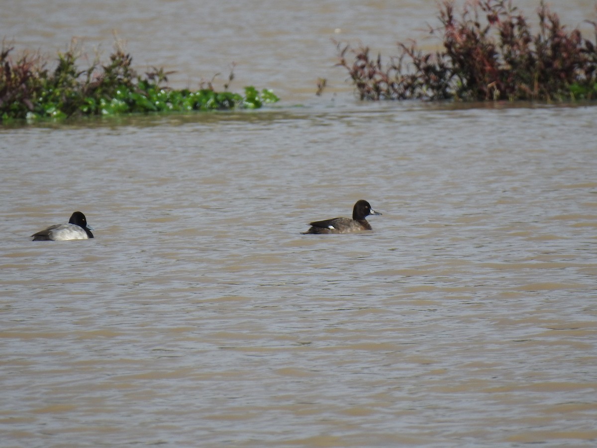 Lesser Scaup - ML612089120