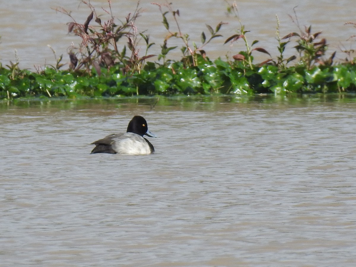 Lesser Scaup - ML612089122