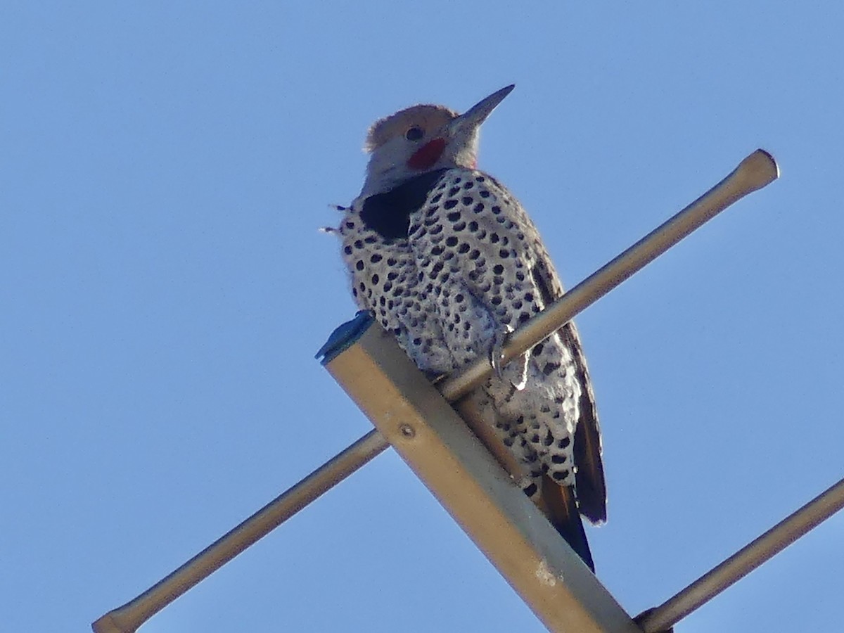 Gilded Flicker - ML612089164