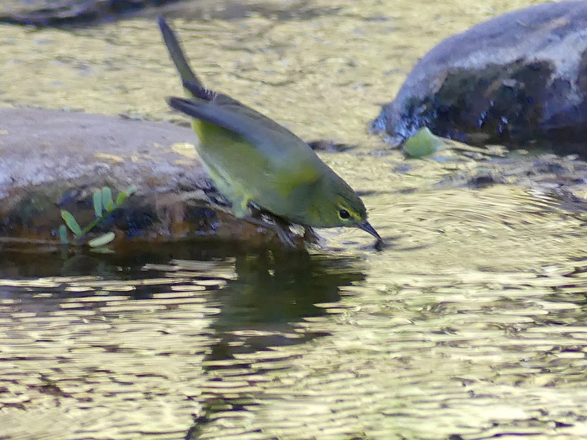 Orange-crowned Warbler - ML612089209