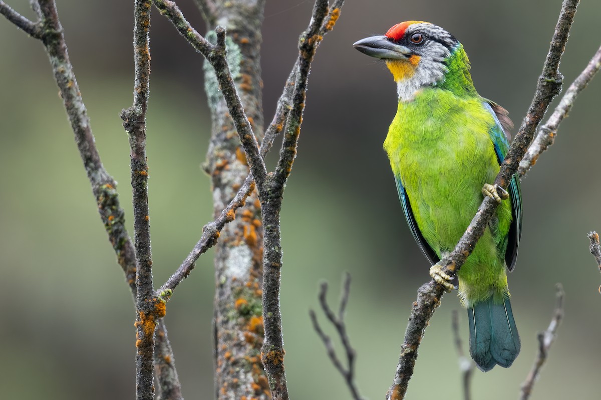 barbet žlutohrdlý (ssp. ramsayi) - ML612089213