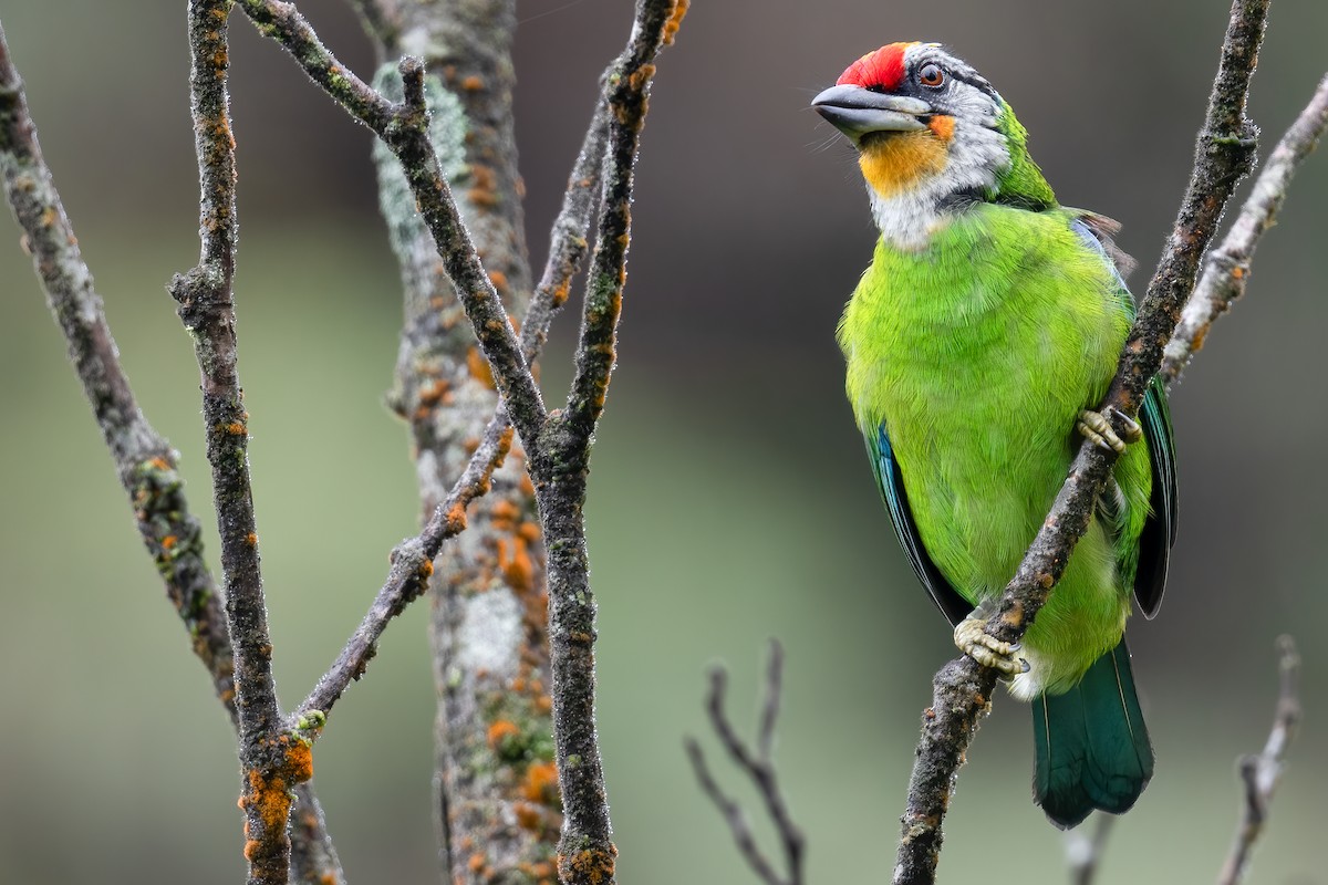 barbet žlutohrdlý (ssp. ramsayi) - ML612089215