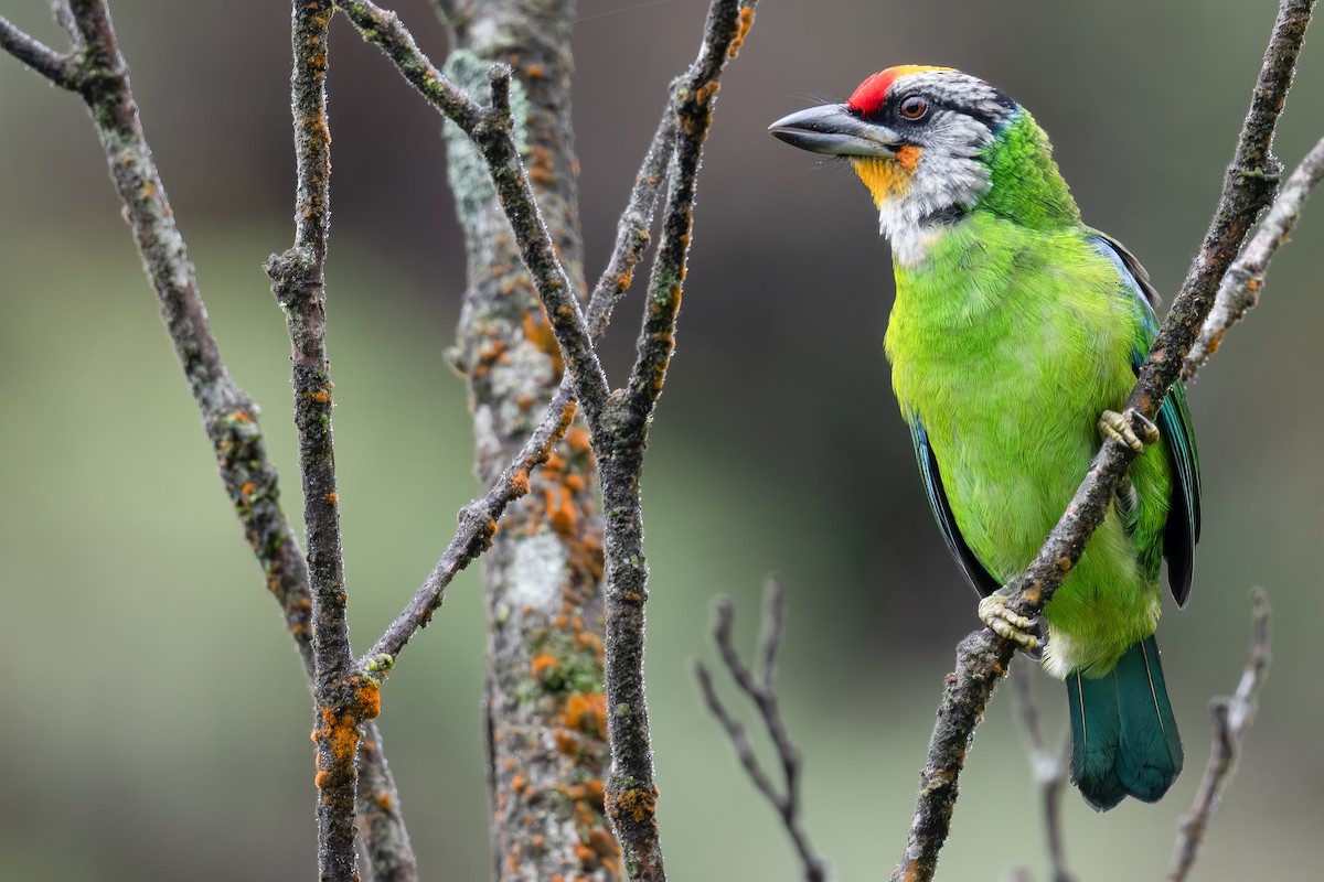 barbet žlutohrdlý (ssp. ramsayi) - ML612089216