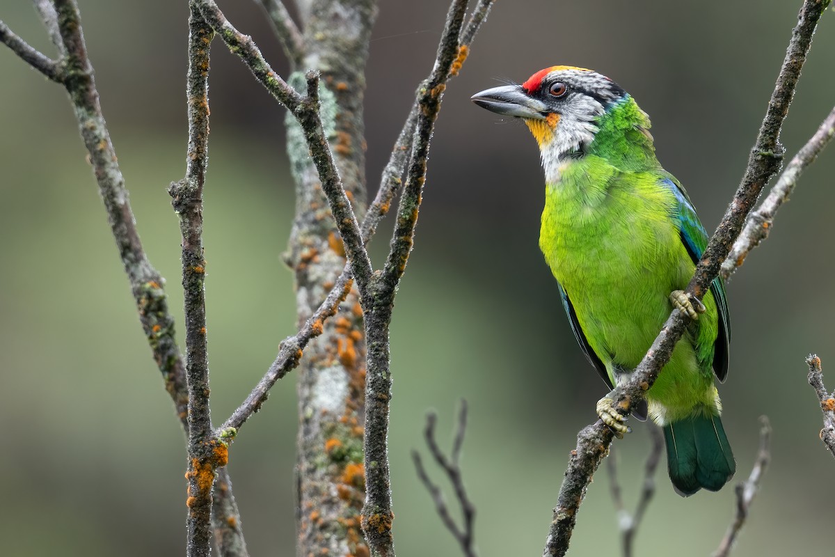 Golden-throated Barbet (Malayan) - Ben  Lucking