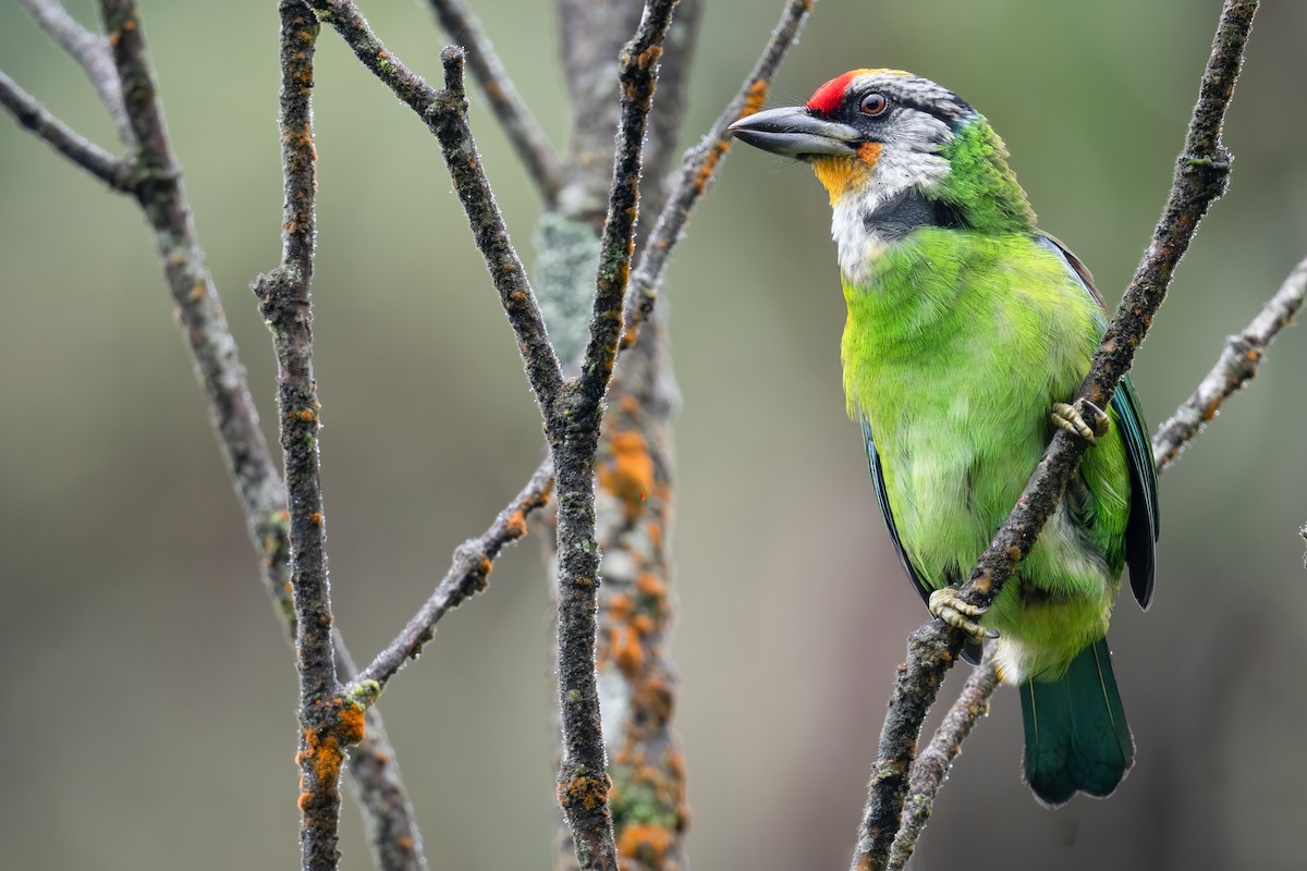 Golden-throated Barbet (Malayan) - Ben  Lucking