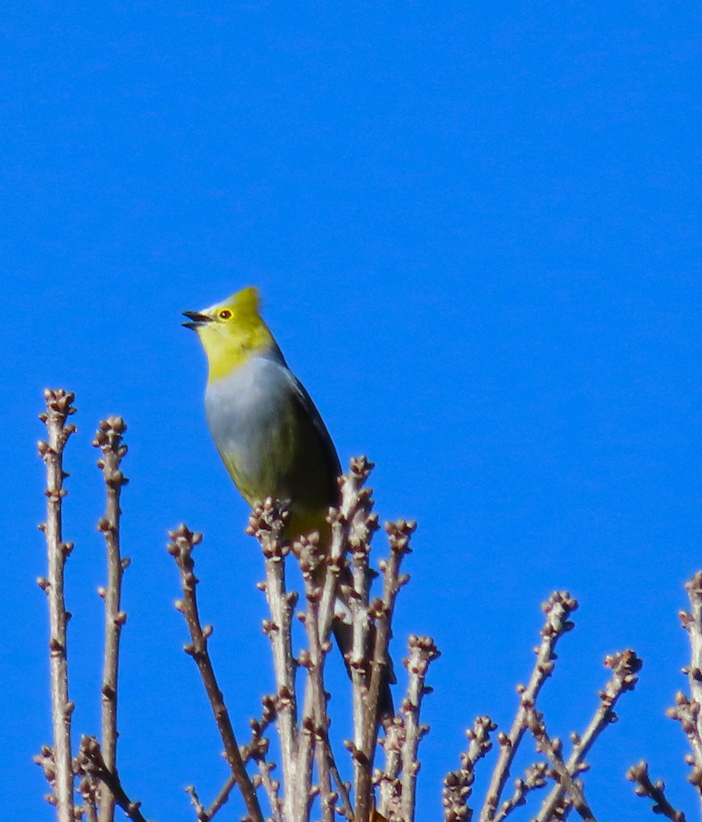 Long-tailed Silky-flycatcher - ML612089260