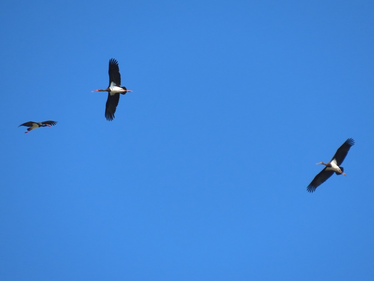 Хар өрөвтас - ML612089275