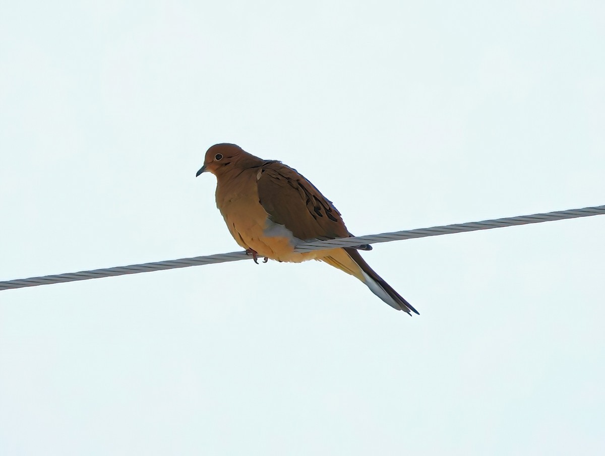 Mourning Dove - ML612089285
