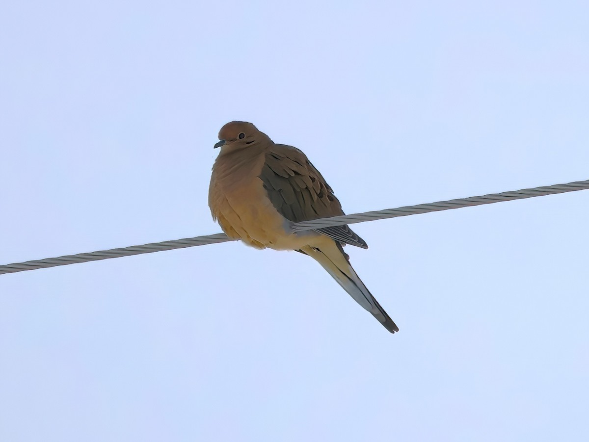 Mourning Dove - ML612089286