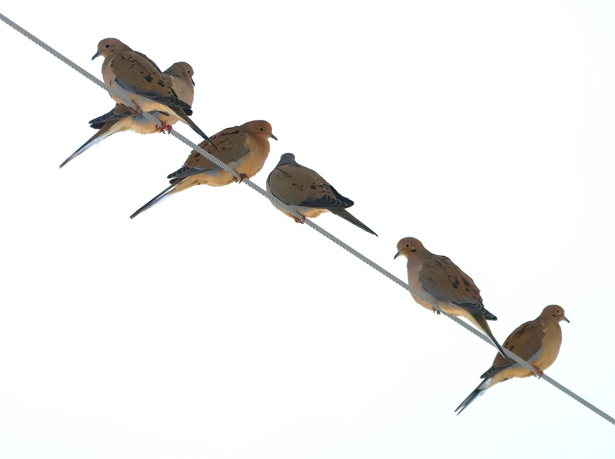 Mourning Dove - ML612089312