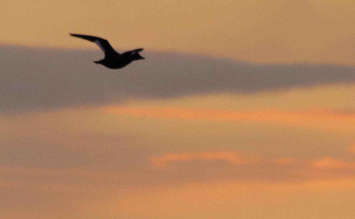 White-winged Scoter - ML612089405