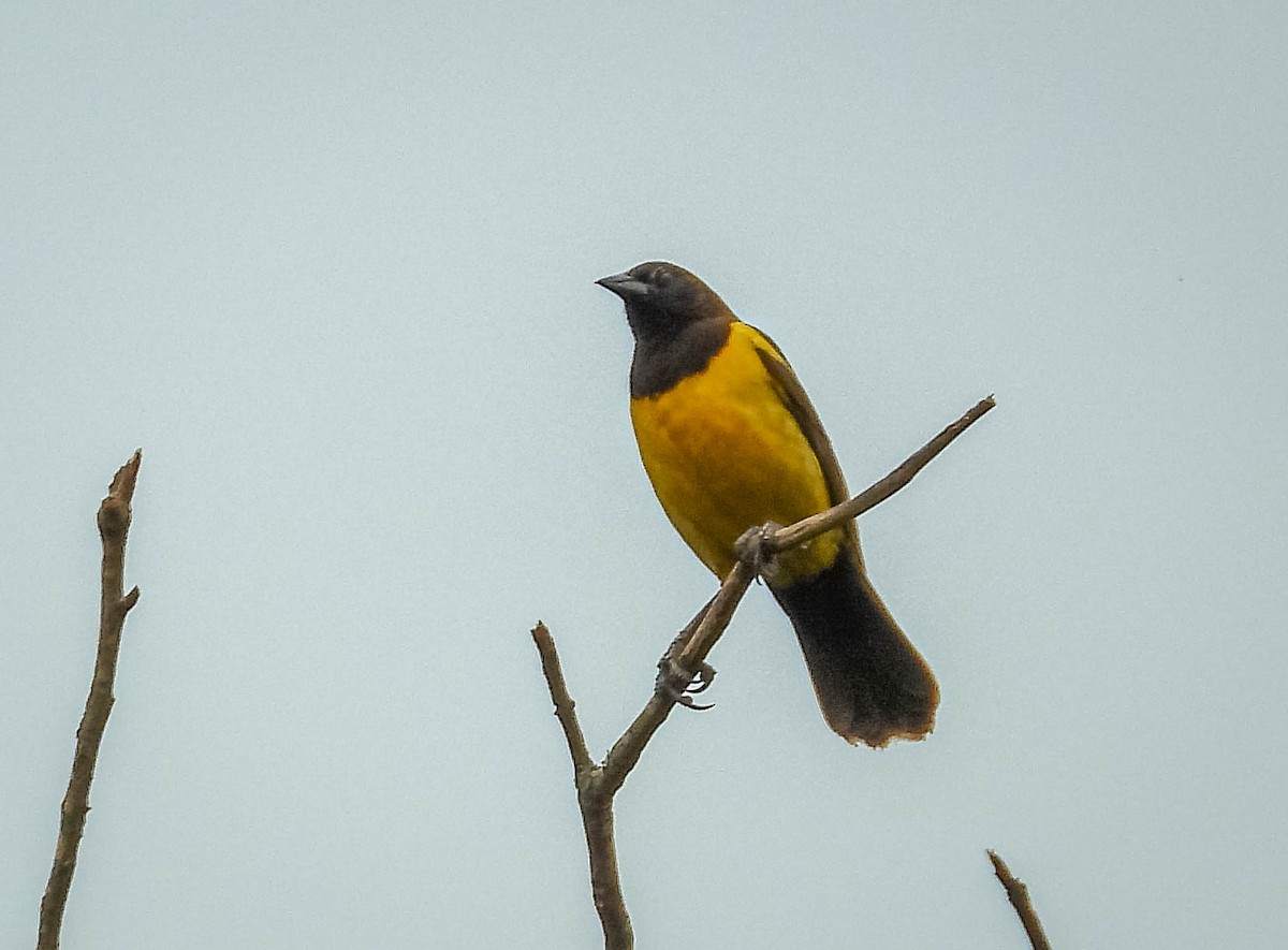 Yellow-rumped Marshbird - José Silvestre Vieira