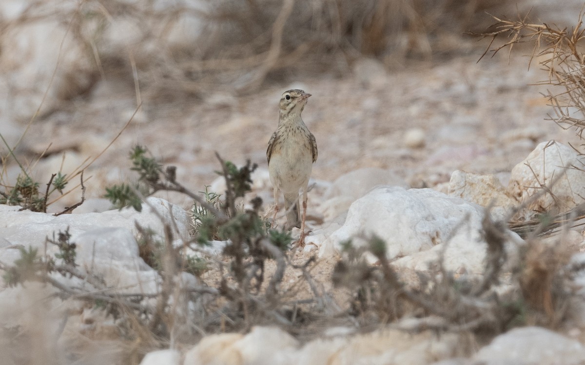 Tawny Pipit - ML612089445