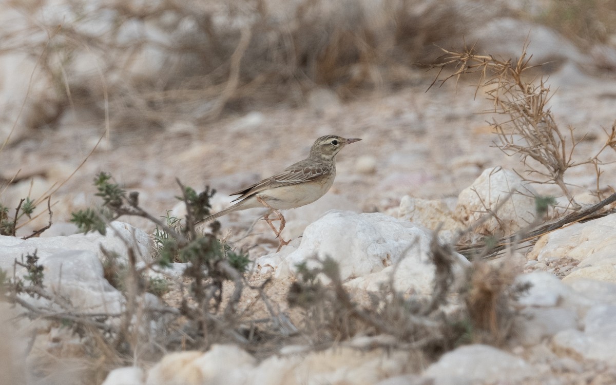 Tawny Pipit - ML612089446