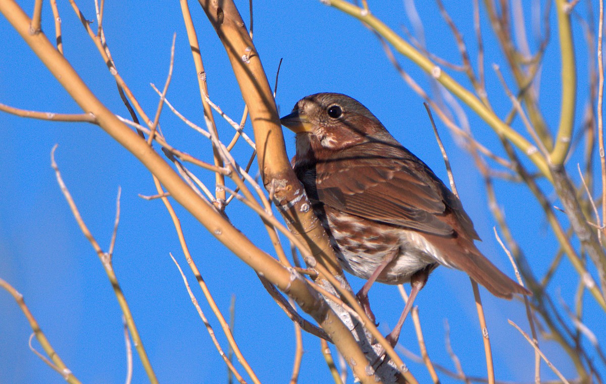Fox Sparrow (Red) - ML612089470