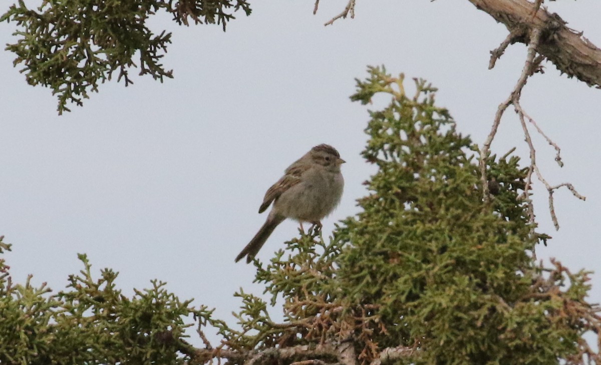 Brewer's Sparrow - ML612089671