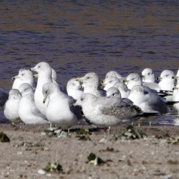 California Gull - ML612089745