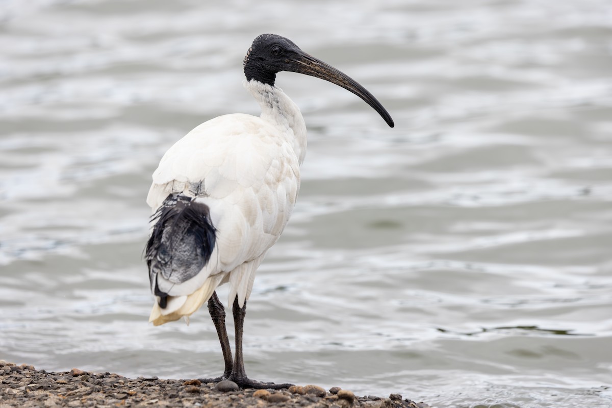 Australian Ibis - ML612089830