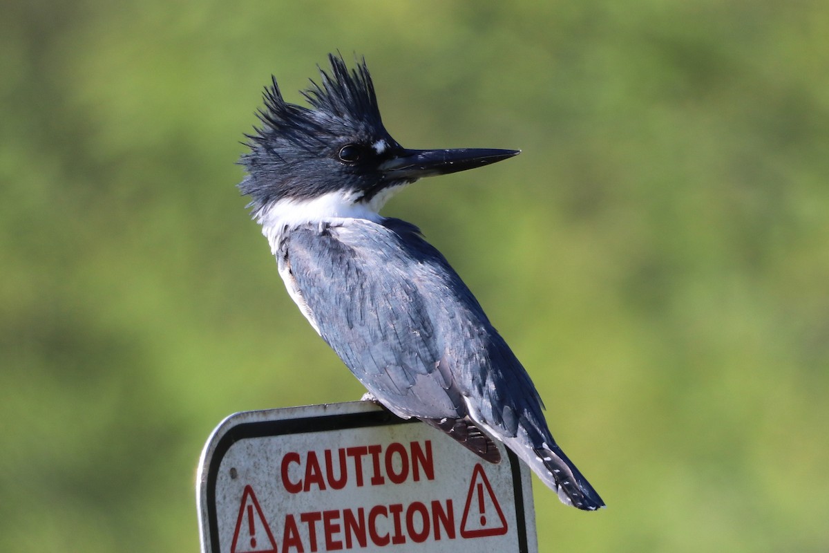 Belted Kingfisher - ML612089839
